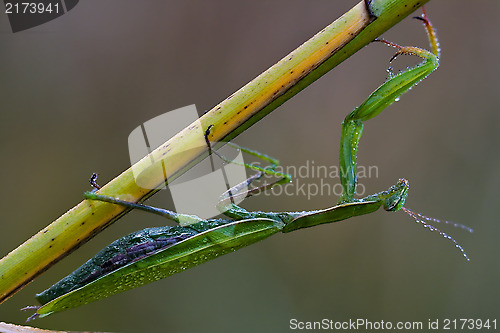 Image of wild side of praying mantis mantodea 