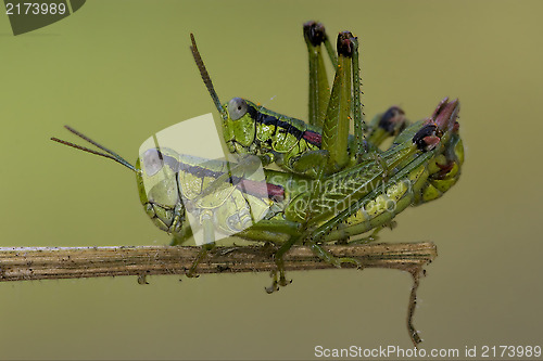 Image of close up of two grasshopper Orthopterous