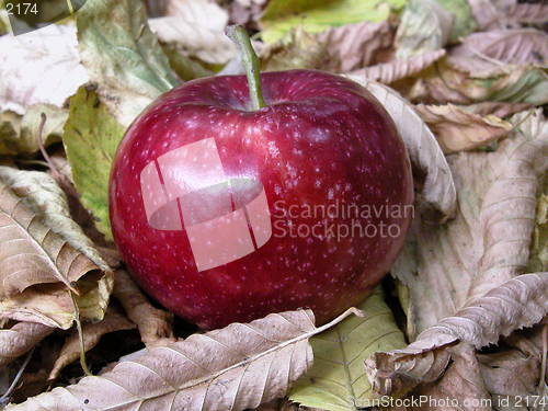 Image of apple