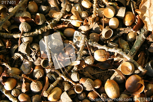 Image of Autumn Ground Cover