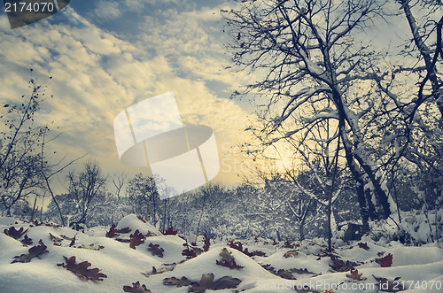 Image of Winter Landscape