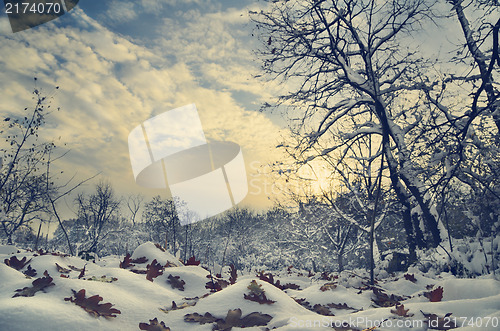Image of Winter Landscape