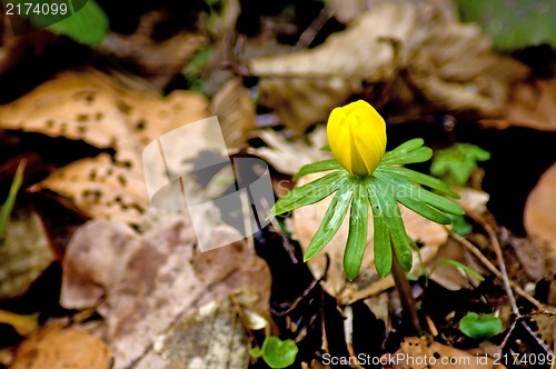 Image of Winter aconite, Eranthis hiemalis