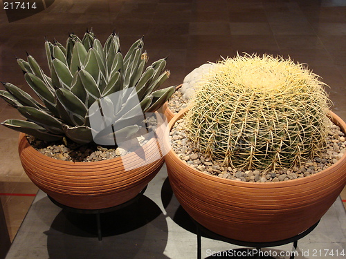 Image of Mexican cactus 2