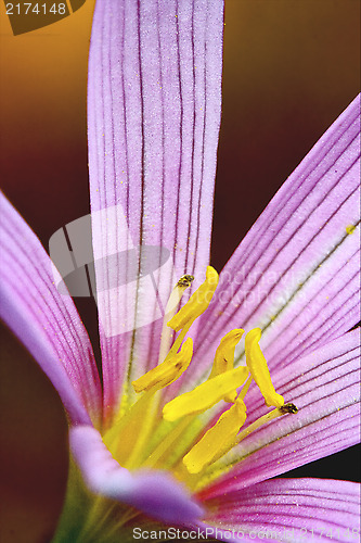 Image of  malva alcea moschata 