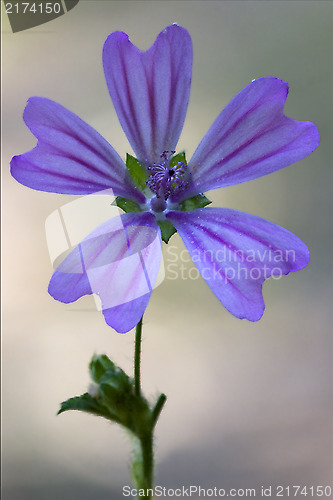 Image of  sylvestris lavatea