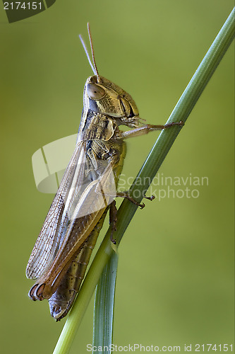 Image of brown  chorthippus