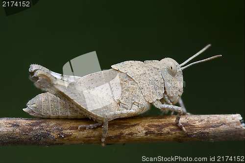 Image of grasshopper Orthopterous