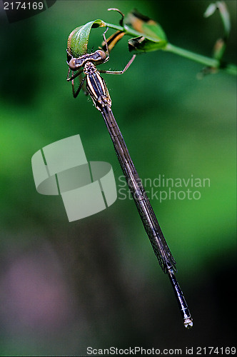 Image of lestes sponsa