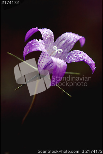 Image of Campanula Rapunculus