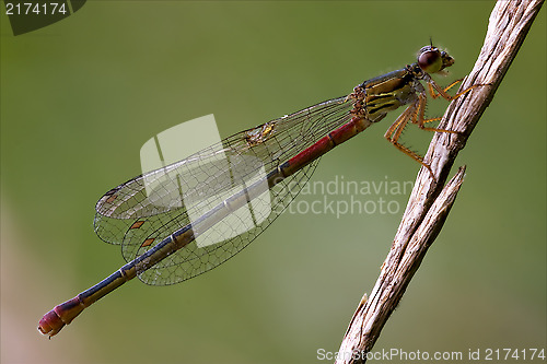 Image of  coenagrion puella on a flower in the bush
