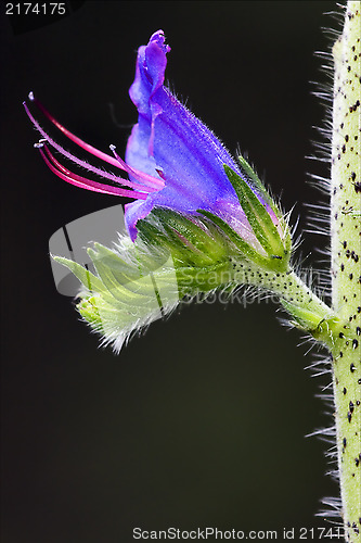 Image of Prunella Vulgaris