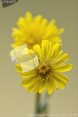 Image of  crepis bursiflora