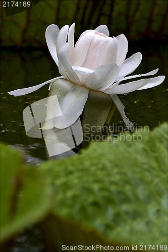 Image of  nuphar leteum 