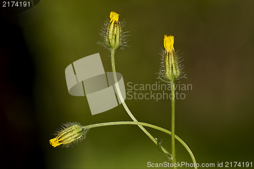 Image of yellow hypochoeris achyrophorus 