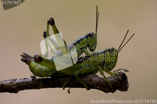 Image of close up of two grasshopper Orthopterous 