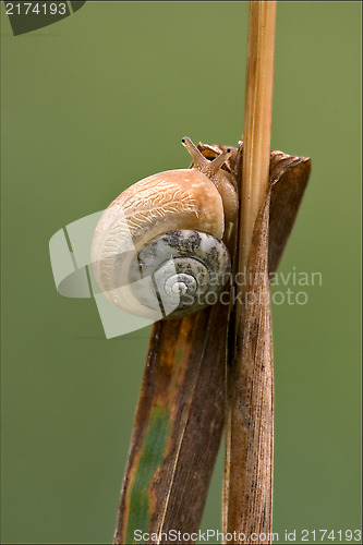Image of side and head 