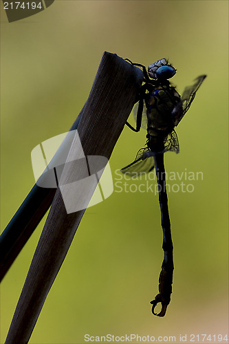 Image of side of  wild  yellow black dragonfly 