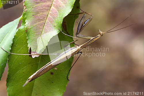 Image of close up of mantodea 