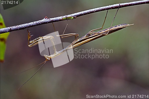 Image of  mantodea on a green brown branch 