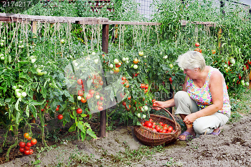 Image of Mistress of a kitchen garden received harvest
