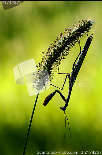 Image of shadow mantodea  close up 