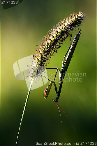 Image of shadow mantodea  side of praying mantis 