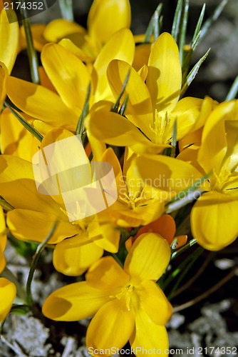 Image of Yellow Crocus Flowers