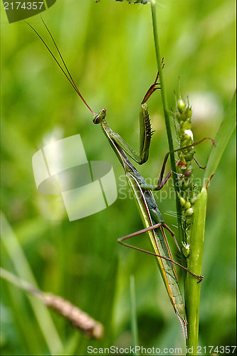 Image of  wild side of praying mantis on a green brown branch