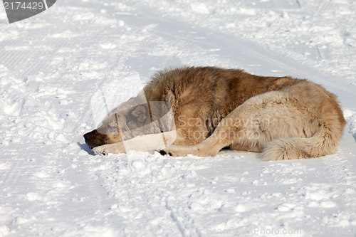 Image of Dog sleeping on snow