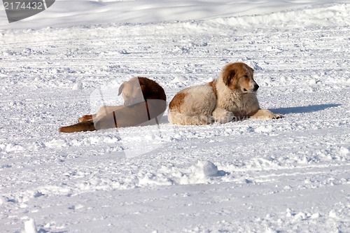 Image of Two dogs on snow