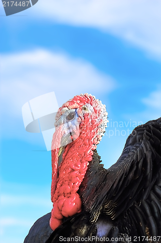 Image of big turkey over the sky