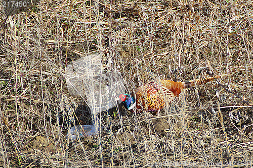 Image of pollution and pheasant
