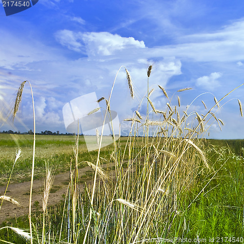 Image of wheat