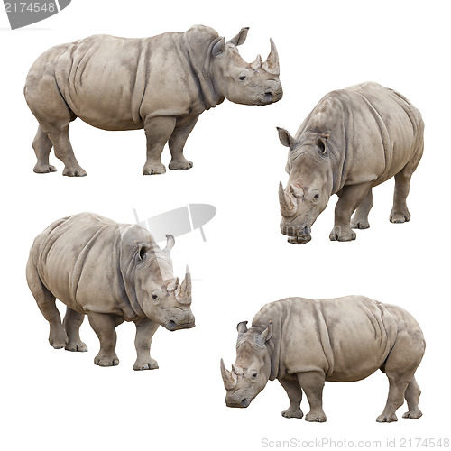 Image of Set of Rhinoceros Isolated on a White Background