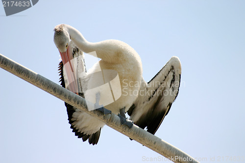 Image of Pelican Preening