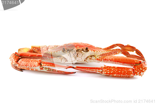 Image of Cooked Sand Crab