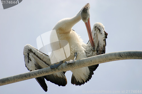 Image of Pelican Preening