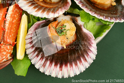 Image of Sea Scallop