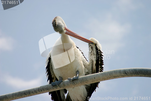 Image of Pelican Preening