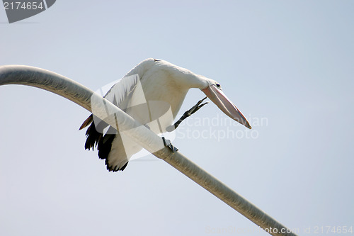 Image of Pelican Preening