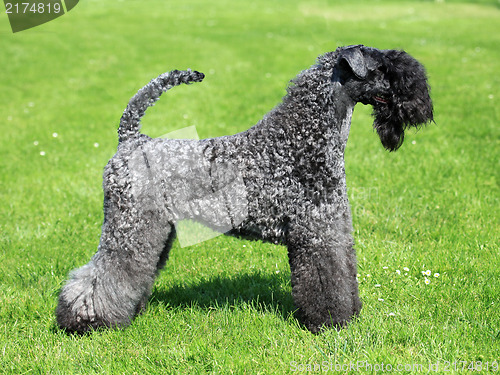 Image of The Kerry Blue Terrier 