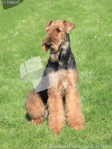 Image of Airedale Terrier in the garden