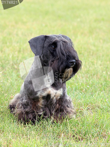 Image of The portrait of Czech Terrier