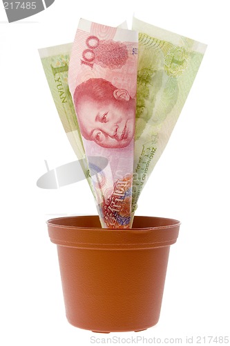 Image of Chinese money plant

