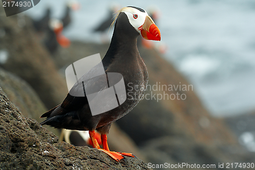 Image of Tufted puffin