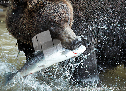 Image of Brown bear, Kamchatka