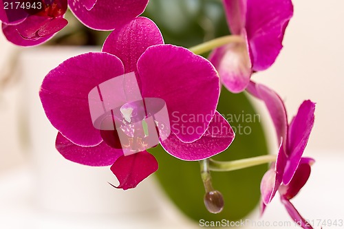 Image of Pink orchid flower