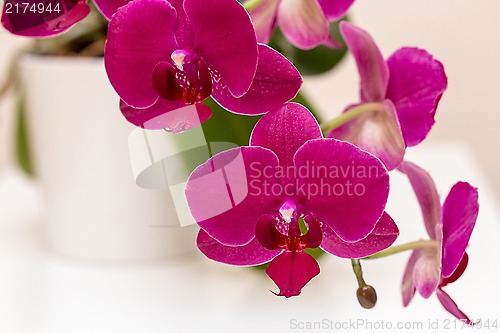 Image of Pink orchid flower