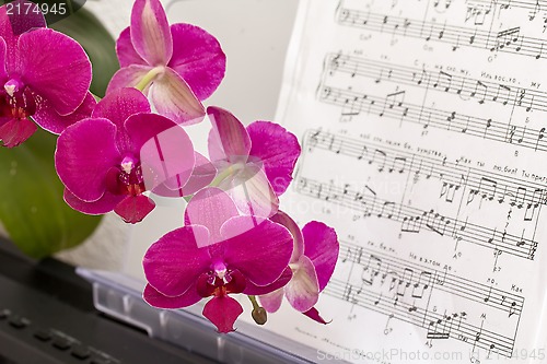 Image of Pink orchid flower and synthesizer